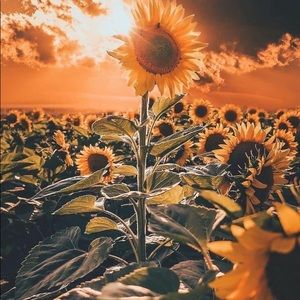 Meet your Posher, Tylar